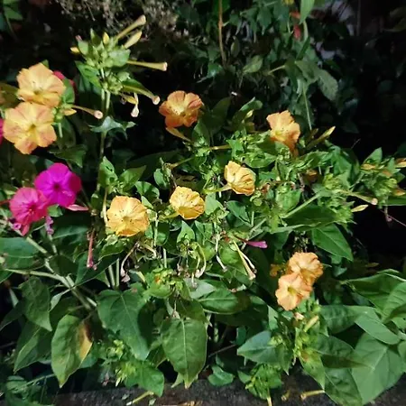 Jigen's House * Vercelli